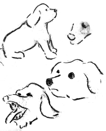 dog