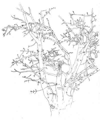 tree